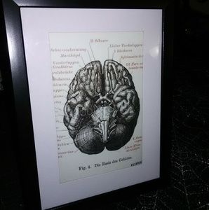 Anatomy oddity decor